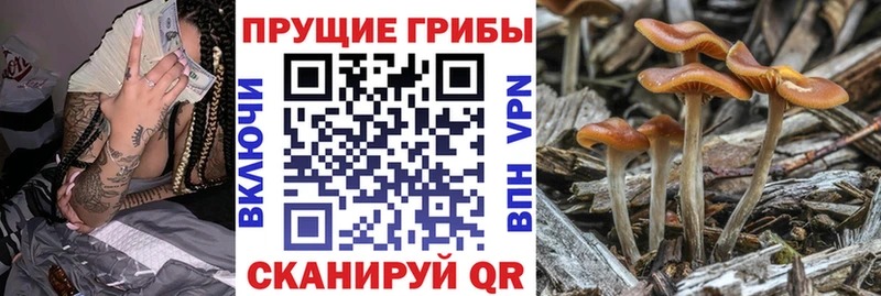 Галлюциногенные грибы GOLDEN TEACHER  купить   Нерехта 